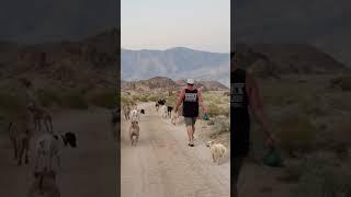 DOGEX: why do you walk so many? The pack stays together #dogwalker