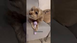 신상 장난감 조지는 아기 라꿍이 #강아지 #shorts #말티푸