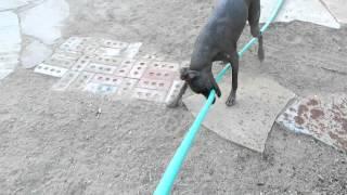 Hairless dog helping to pull hose