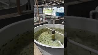 White Sturgeon Fish Hatchery, California Sturgeon Caviar Farm