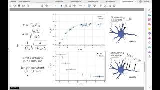 Investigation of a nerve fiber conductivity - Physics laboratory project