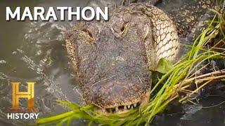 Swamp People: HUGE GATORS INVADE THE SWAMP *Marathon*