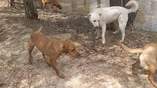 My pack of Labs playing in the lake!