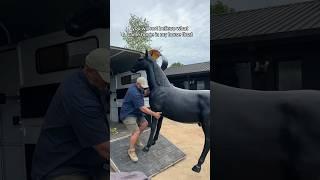 You will not believe what came home in my horse float #equestrian #horsegirl #equestrianlife
