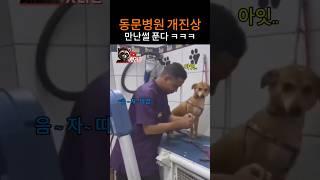 너무 귀여운 댕댕이 주사맞기 ㅋㅋ
