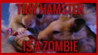 Ep. 11- Zombie Tiny Hamsters Rise From The Grave To Eat In Comedy Sketch