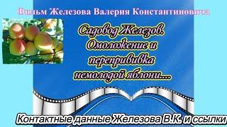 Садовод Железов..  Омоложение и перепрививка немолодой яблони...
