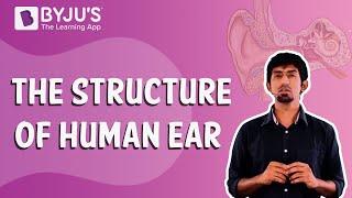 Sound : The Structure of Human Ear