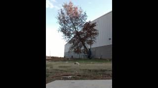 Slow Motion Tree Falling 11 24 2014   ""The Last Days ""
