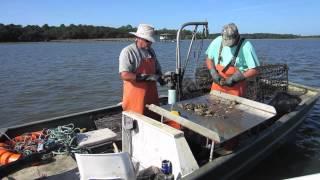 Lady's Island Oysters
