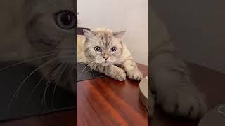 Как убедить котика есть новый корм.