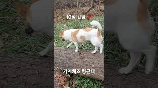 #기계체조 #평균대 #10점만점 #perfect #완벽한 #절세미견