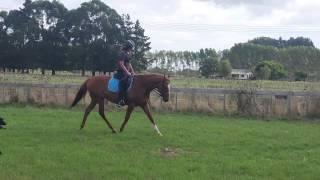 Charlotte riding Hector 3 23.2.15