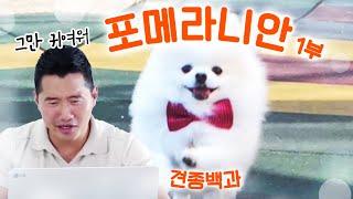 포메라니안 편 1부｜강형욱의 견종백과