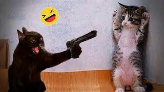 Funniest Cats And Dogs Videos- Best Funny Animal Videos 2024#2