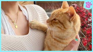 When Cats Become Your Best Friend: The Cutest Cat Moments Ever! ️ Cute Cat Videos