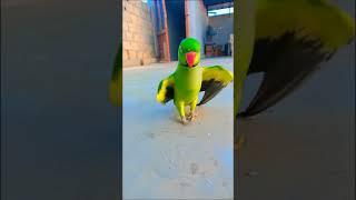 Smart Parrot talking in smart #talkingparrot #shorts