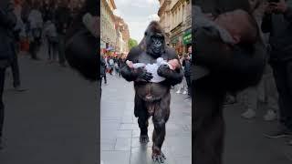 Gorilla takes baby home.#gorilla #baby#shorts#cute#funny#love#animals