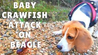 Pipas and the UNLIKELY FRIEND CRAWFISH ¦ Pipas The Beagle