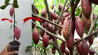 How To Cuttings Cocoa Trees To Grow Roots 100% Fast Fruiting...