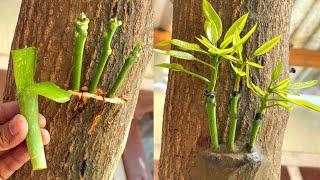 Three Multi grafting On One Mango Tree | How To Graft A Mango Tree