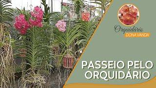 Passeando pelo Orquidário - Vandas da minha coleção! | Orquidário Dona Vanda