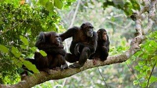 Gombe National Park