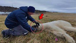 The Polar Bear Came to Ask People for Help When The People Looked Closer,They Discovered Terribl