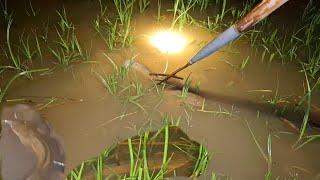 หาปลาบืนตามร่องน้ำไหล หลังฝนตกหนัก  นอนนิ่ง ปลาฝนใหม่