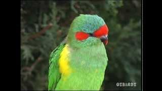 Musk Lorikeet