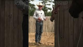 How To Introduce Hobbles To Your Horse  1