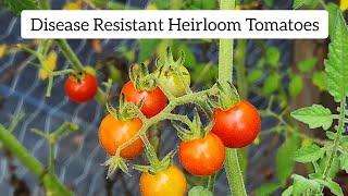 Live Chat: Disease Resistant Heirloom tomatoes