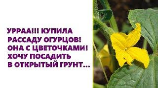 Когда посадить рассаду огурцов в открытый грунт в мае 2021 Агро гороскоп на май 2021 года