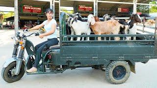 Use 3-wheeled Vehicle To Buy Farmer's Goat Herd Goes to the market sell - Grow Clean Vegetables