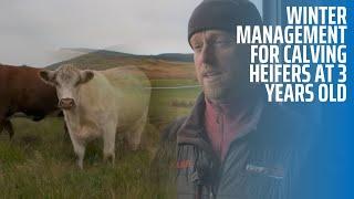 Winter Management for Calving Heifers at 3 years old