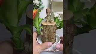 Brazilian Lucky Wood, Mini Home Plant Decorations , it can bring good luck to the family