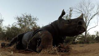 Giraffe,  Rhino and Lions - Wildlife Conservation in Zimbabwe and Mozambique