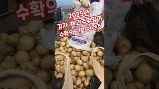 감자 캐고 주워담기 수확의 기쁨 이런것 #shorts