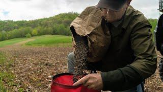 Top 5 Spring Food Plot Plantings