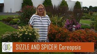 All About Coreopsis SIZZLE & SPICE® | Walters Gardens