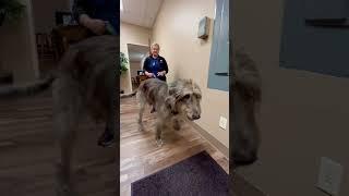 A 170lb Irish Wolfhound! #shorts