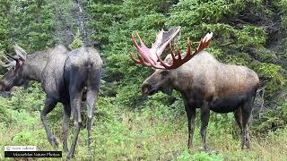 Can a Big Bull Moose Scratch His Nose #moose