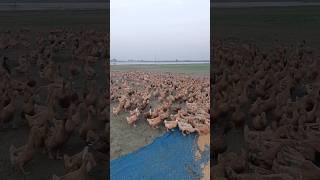 Excellent duck farm feeding #duck #farm #shortvideo #shorts