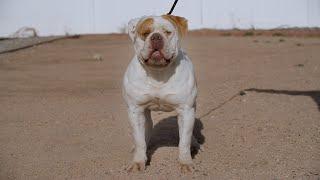 Discover the Hidden Gems of Vergara Classic American Bulldogs!