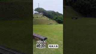 奄美大島の天空の集落　崎原　アジサイ綺麗だったよ〜#ごまぷる