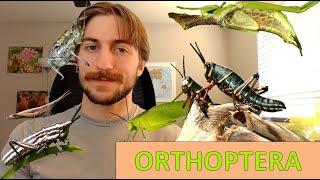 Orthoptera: Grasshoppers, Crickets, Katydids - Order Spotlight