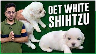 Get White Shihtzu in Chandigarh, Mohali, Delhi and Jalandhar | Sri Sai Pet World