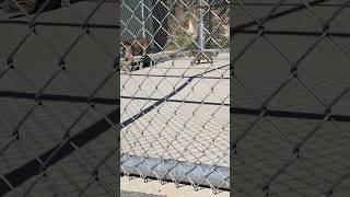 Baby Jaguar in Baton Rouge