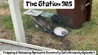 Episode 4 Trapping Wild & Aggressive Community Cats & Relocating Them The Humane Way #humanesociety