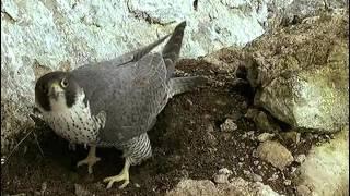 La falaise aux faucons pèlerins